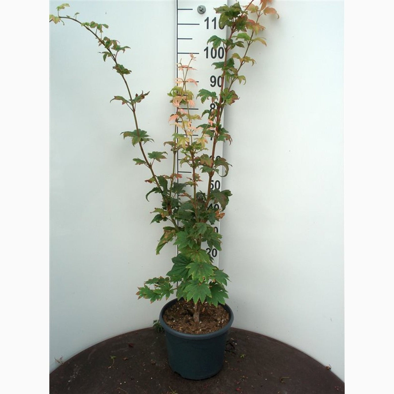 Japansk lönn – Acer japonicum 'Vitifolium' - C10 60-80 CM